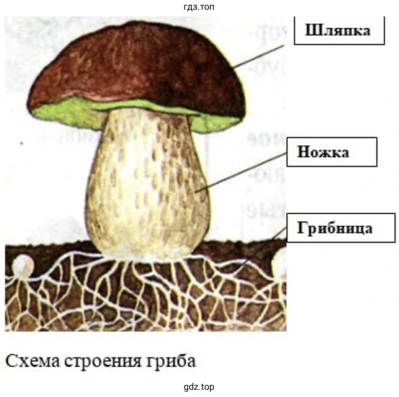 Схема строения гриба