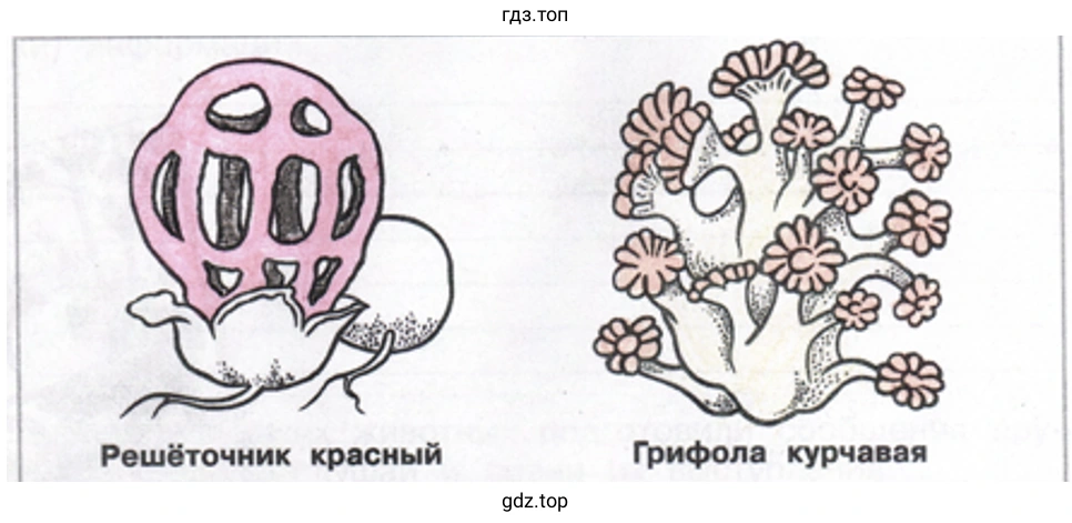 Решёточник красный, Грифола курчавая