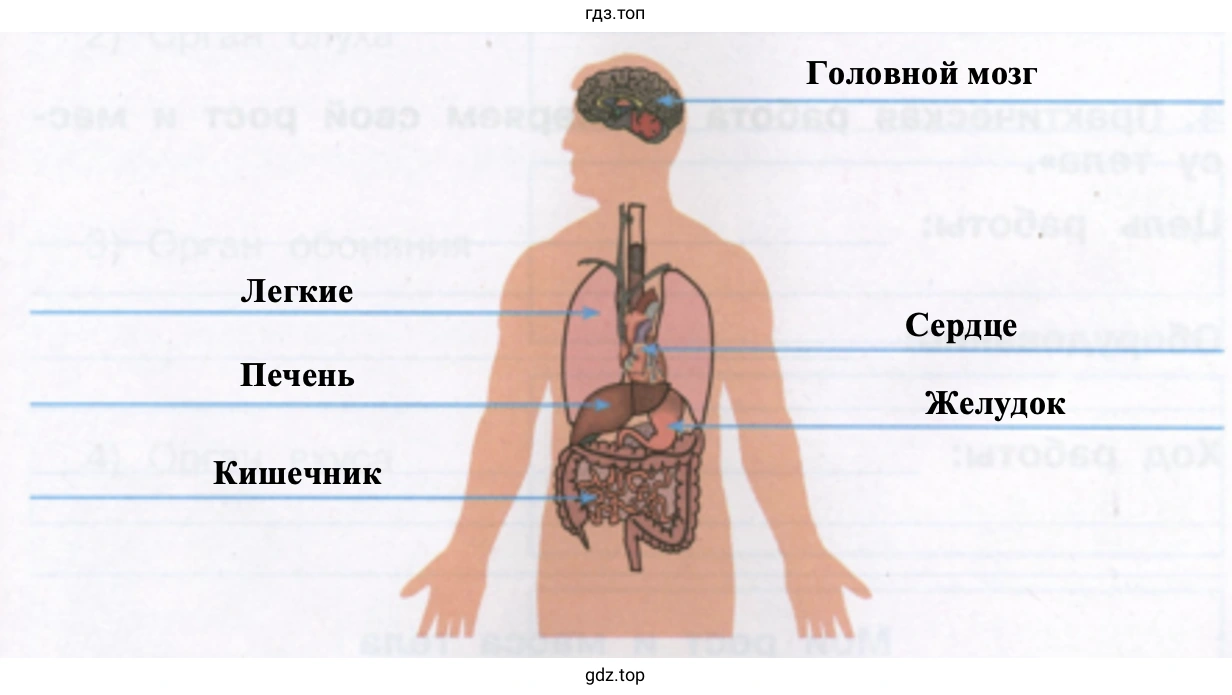 Органы человека