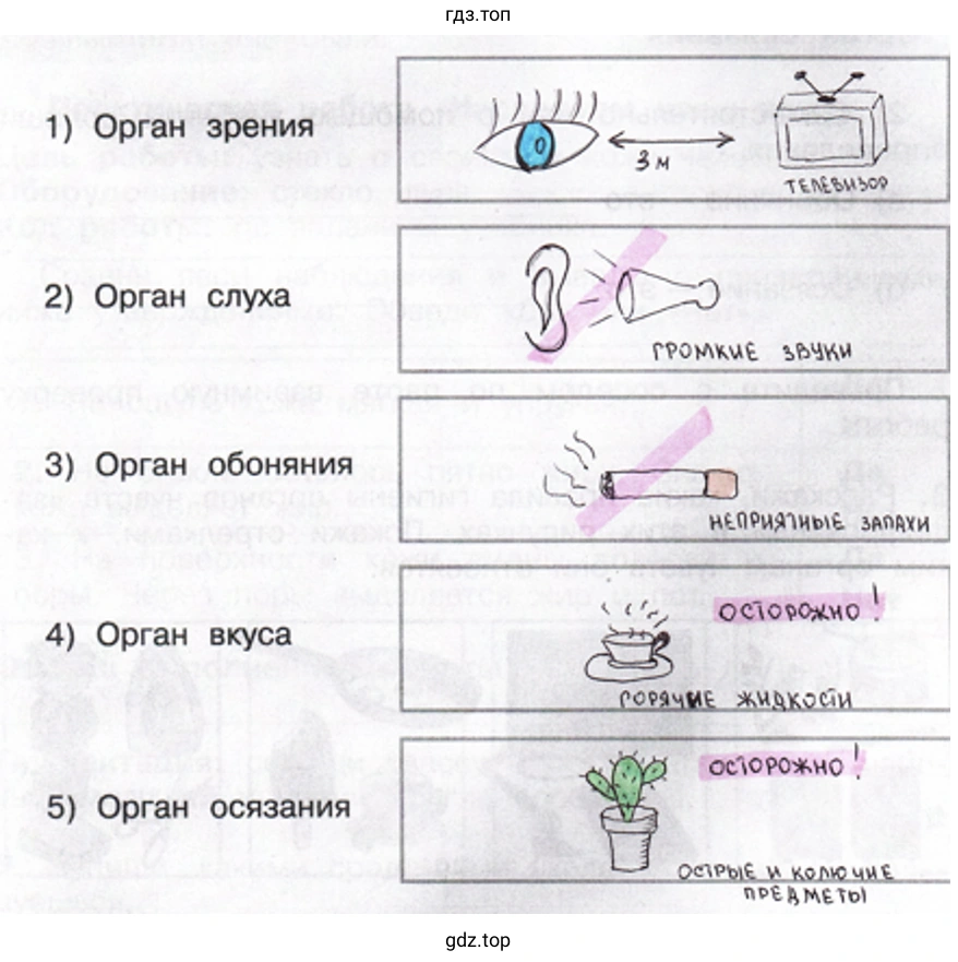 1) Орган зрения 2) Орган слуха З) Орган обоняния 4) Орган вкуса 5) Орган осязания