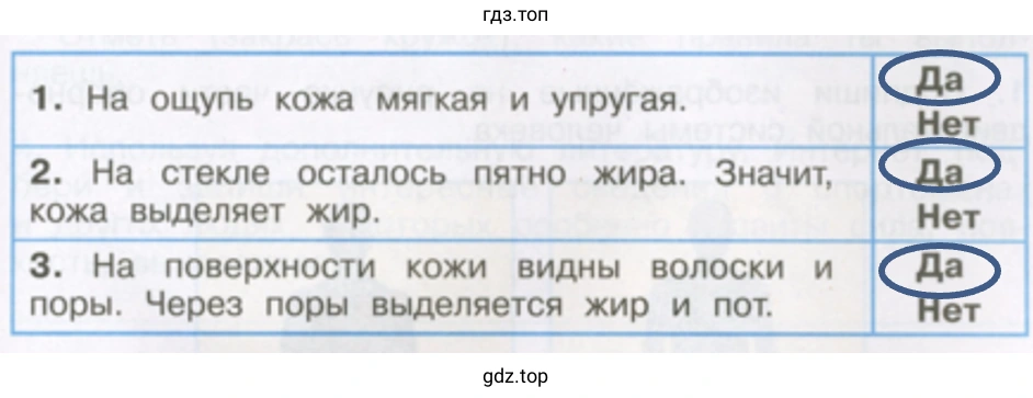 Практическая работа «Исследуем нашу кожу»