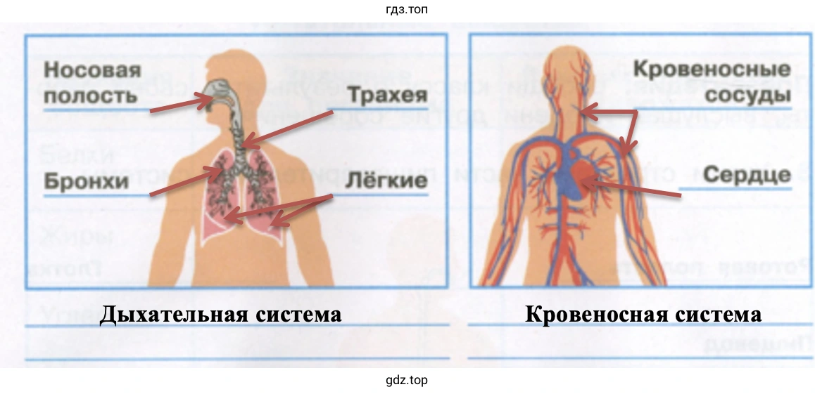 Дыхательная и кровеносная системы