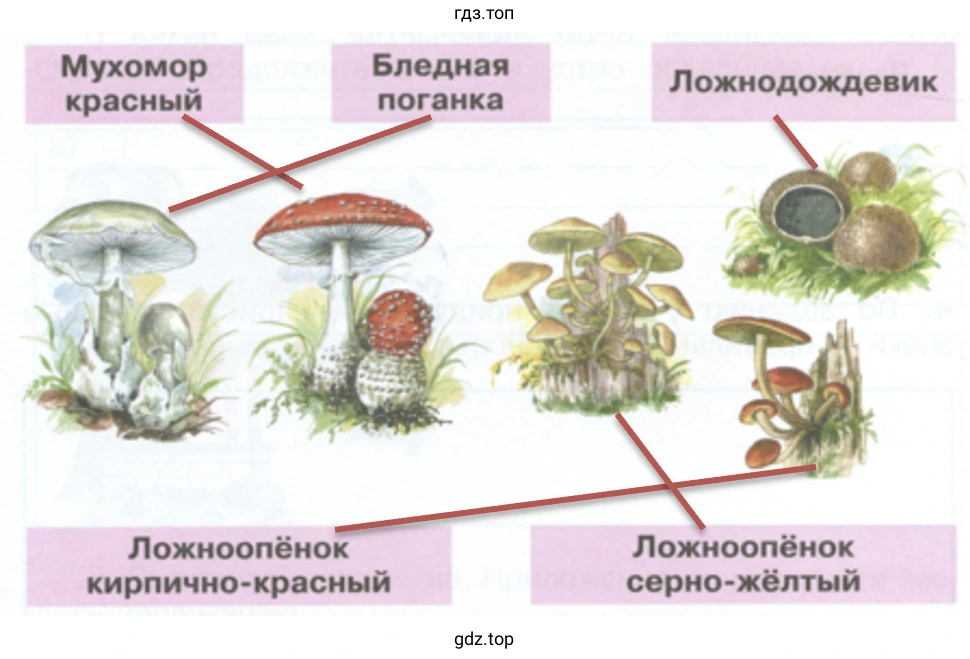 Ядовитые грибы