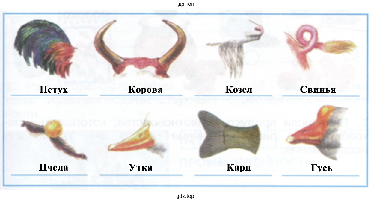 Петух Корова Козел Свинья Пчела Утка Карп Гусь