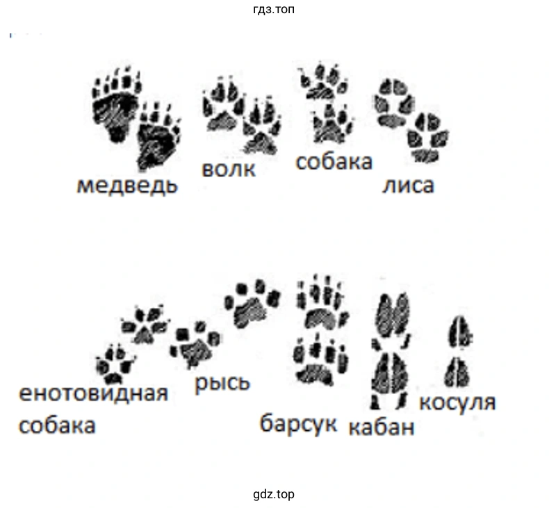 Нарисуй и подпиши следы птиц и зверей, которые тебе удалось увидеть на снегу