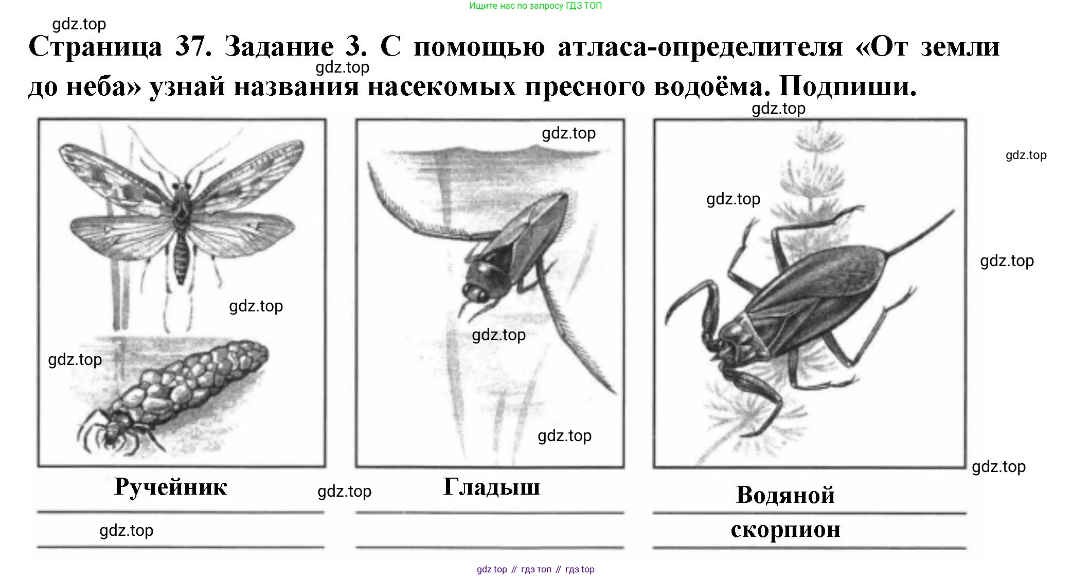 ГДЗ Окружающий мир, 4 класс Проверочные работы, авторы: Плешаков Андрей Анатольевич, Крючкова Елена Алексеевна, Плешаков С А, издательство Просвещение, Москва, 2023, белого цвета, страница 37, номер 3, Решение