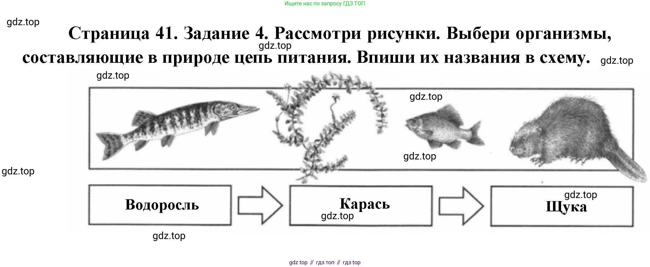 ГДЗ Окружающий мир, 4 класс Проверочные работы, авторы: Плешаков Андрей Анатольевич, Крючкова Елена Алексеевна, Плешаков С А, издательство Просвещение, Москва, 2023, белого цвета, страница 41, номер 4, Решение