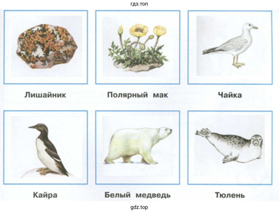 Лишайник Кайра Полярный мак Белый медведь Чайка Тюлень