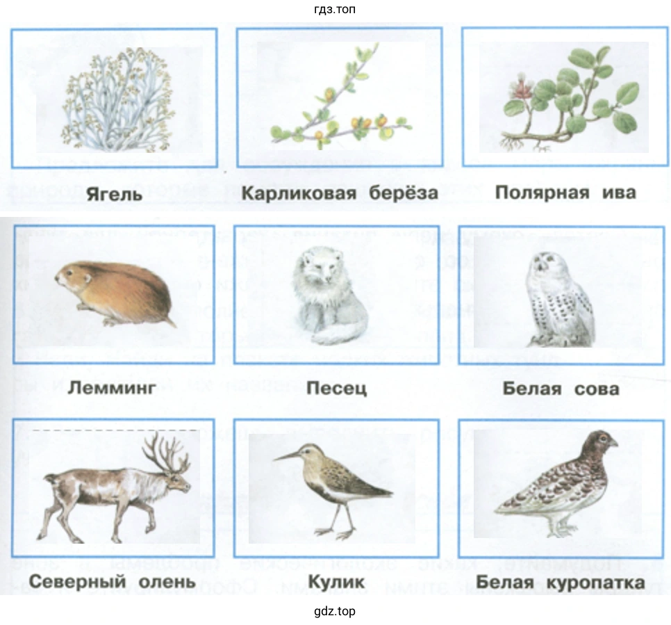 Ягель Лемминг Северный олень Карликовая берёза Песец Кулик Полярная ива Белая сова Белая куропатка