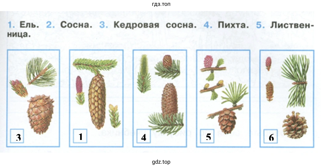 1. Ель 2. Сосна. 3. Кедровая сосна. 4. Пихта. 5. Лиственница.