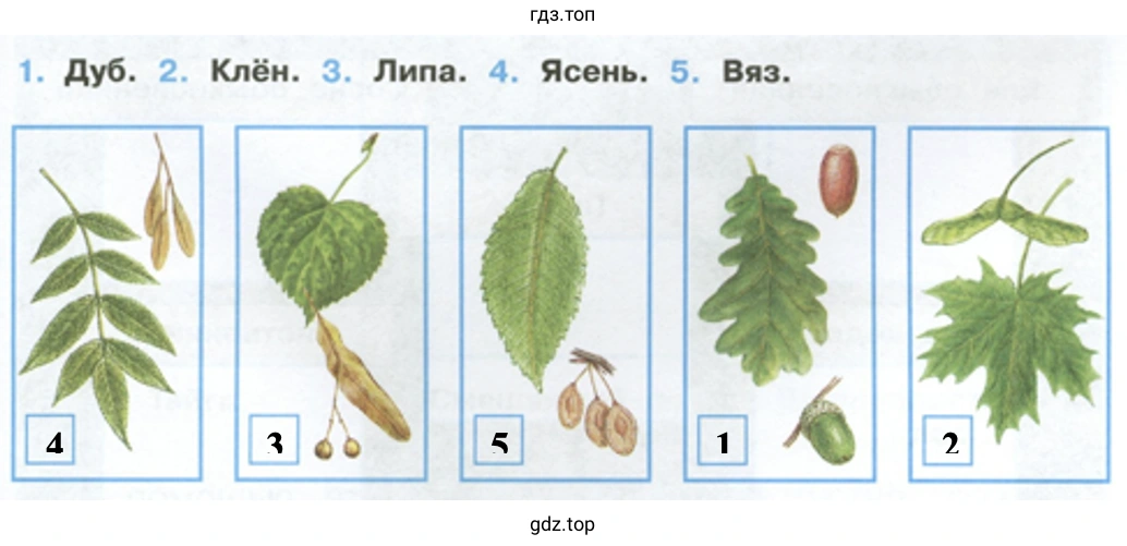 1. Дуб. 2. Клён. 3. Липа. 4. Ясень. 5. Вяз.