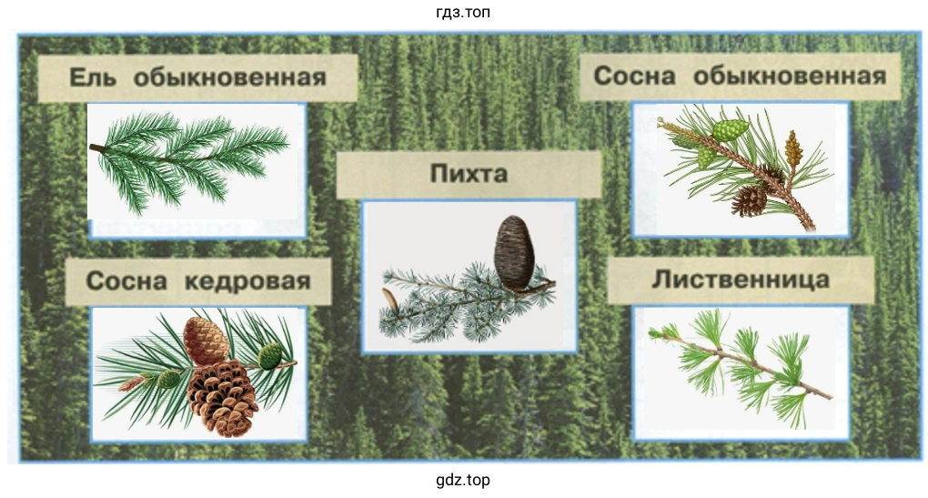 Сосна обыкновенная Ель обыкновенная Сосна кедровая Пихта Лиственница