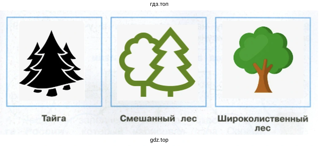 Тайга Смешанный лес Широколиственный лес