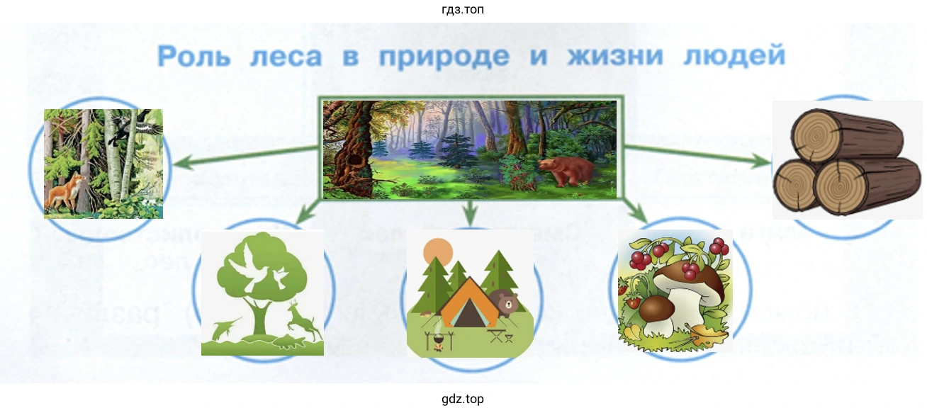 Роль леса в природе и жизни людей