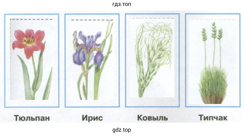 Тюльпан Ирис Ковыль Типчак