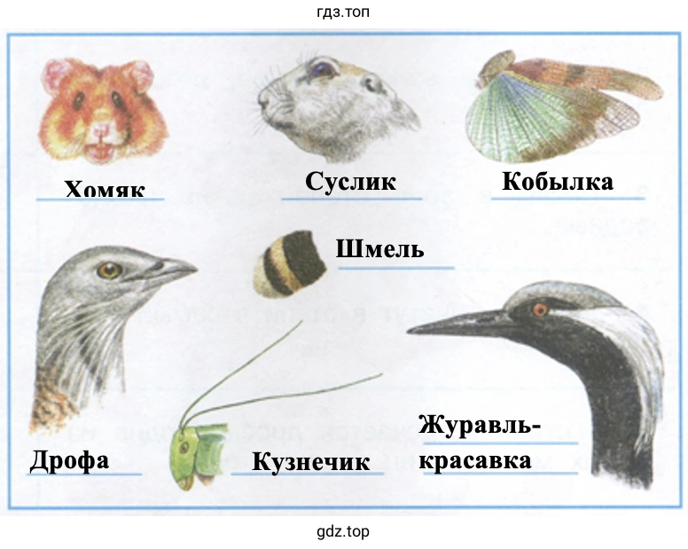 Узнай животных степи по рисункам