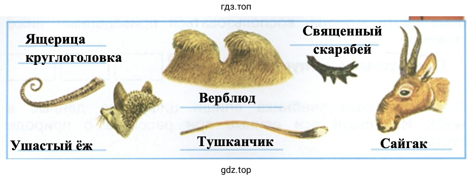 Узнай животных пустыни по рисункам