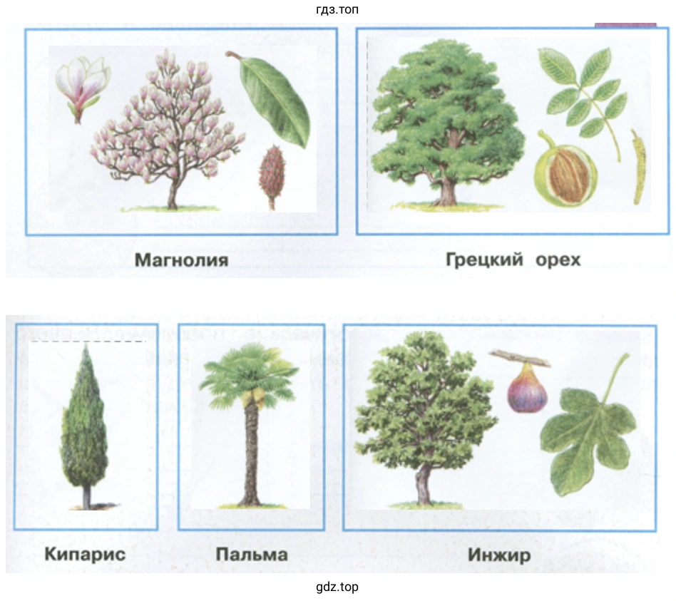 Магнолия Грецкий орех Кипарис Пальма Инжир