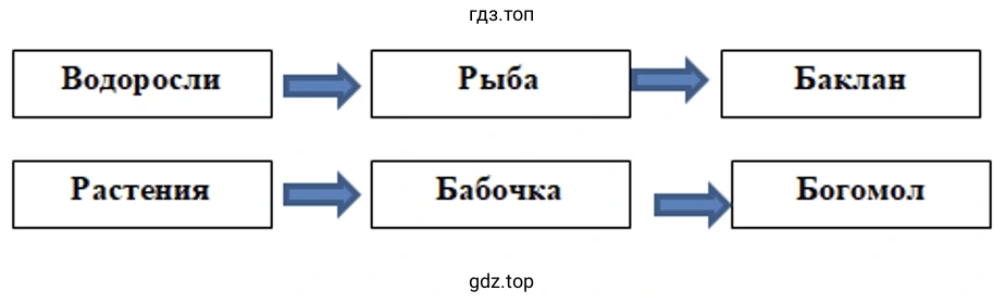 Водоросли Рыба Баклан Растения Бабочка Богомол