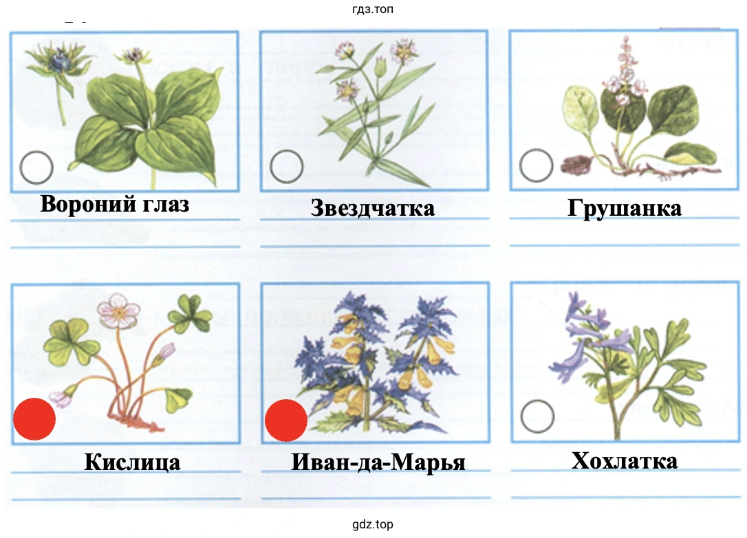 Вороний глаз Звездчатка Грушанка Кислица Иван-да-Марья Хохлатка