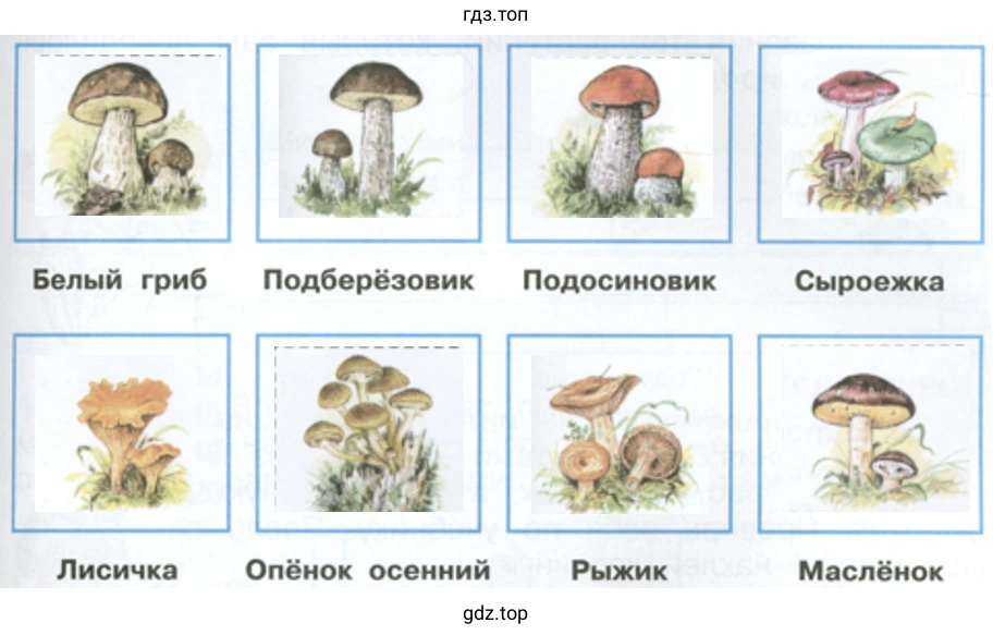 Знаешь ли ты съедобные грибы?
