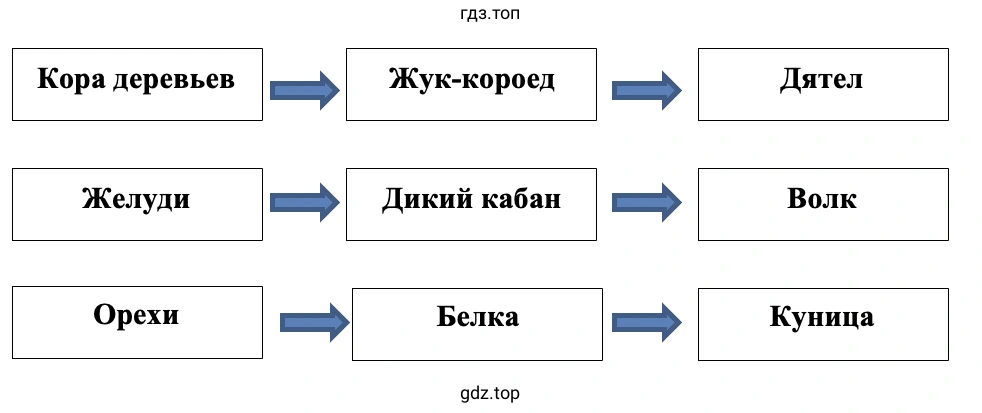 Цепи питания в лесу