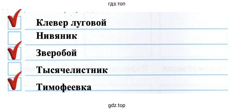 Клевер луговой Нивяник Зверобой Тысячелистник Тимофеевка