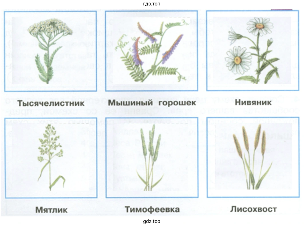 Запишите названия растений луга