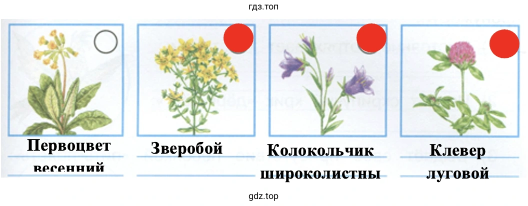 Узнай названия этих растений луга, подпиши