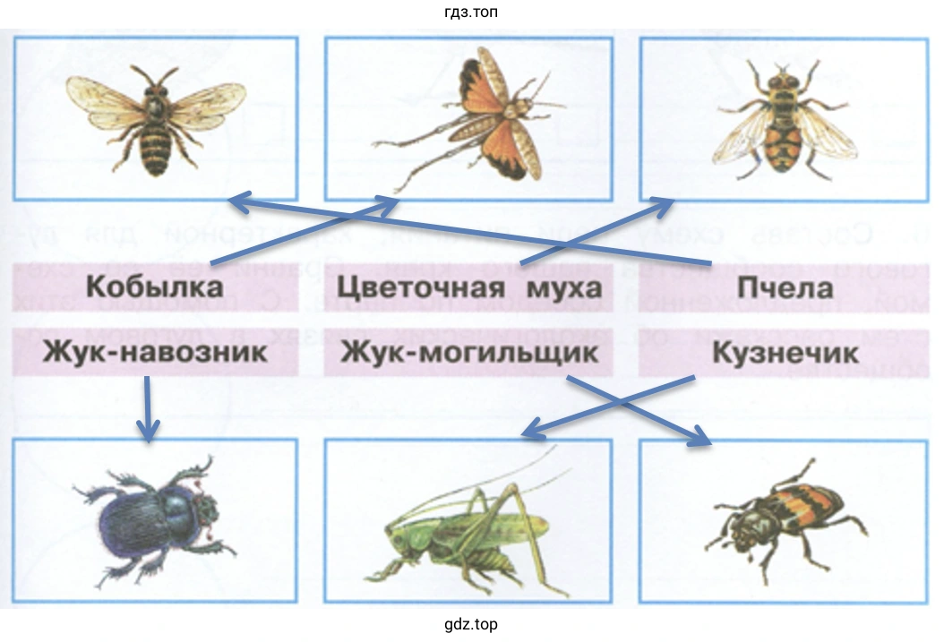 Соедини стрелками рисунки и названия