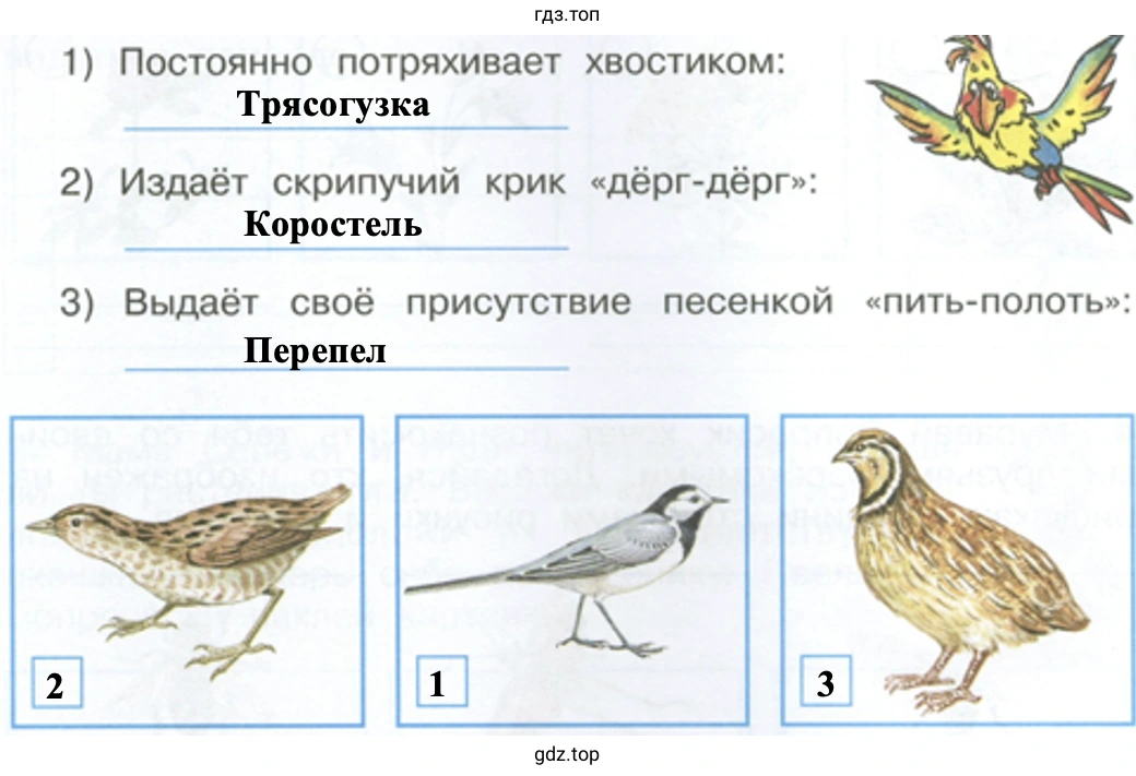 Найди этих птиц на рисунках, пронумеруй