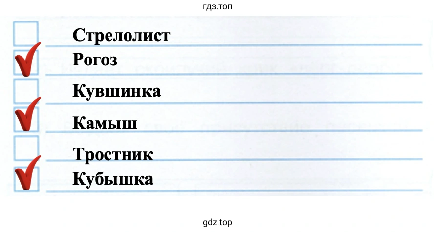 Стрелолист Рогоз Кувшинка Камыш тростник Кубышка