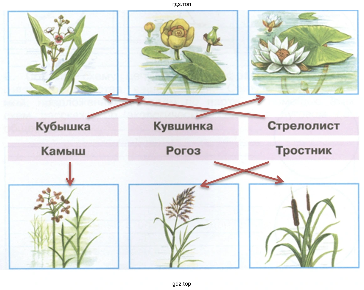 Какие растения изображены на рисунках?