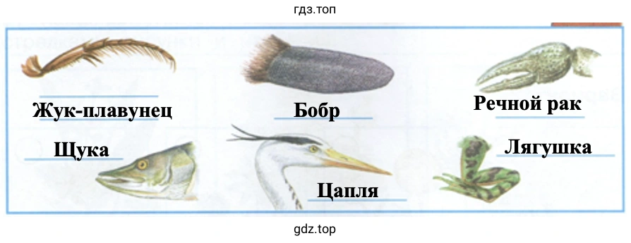 Подпиши названия животных