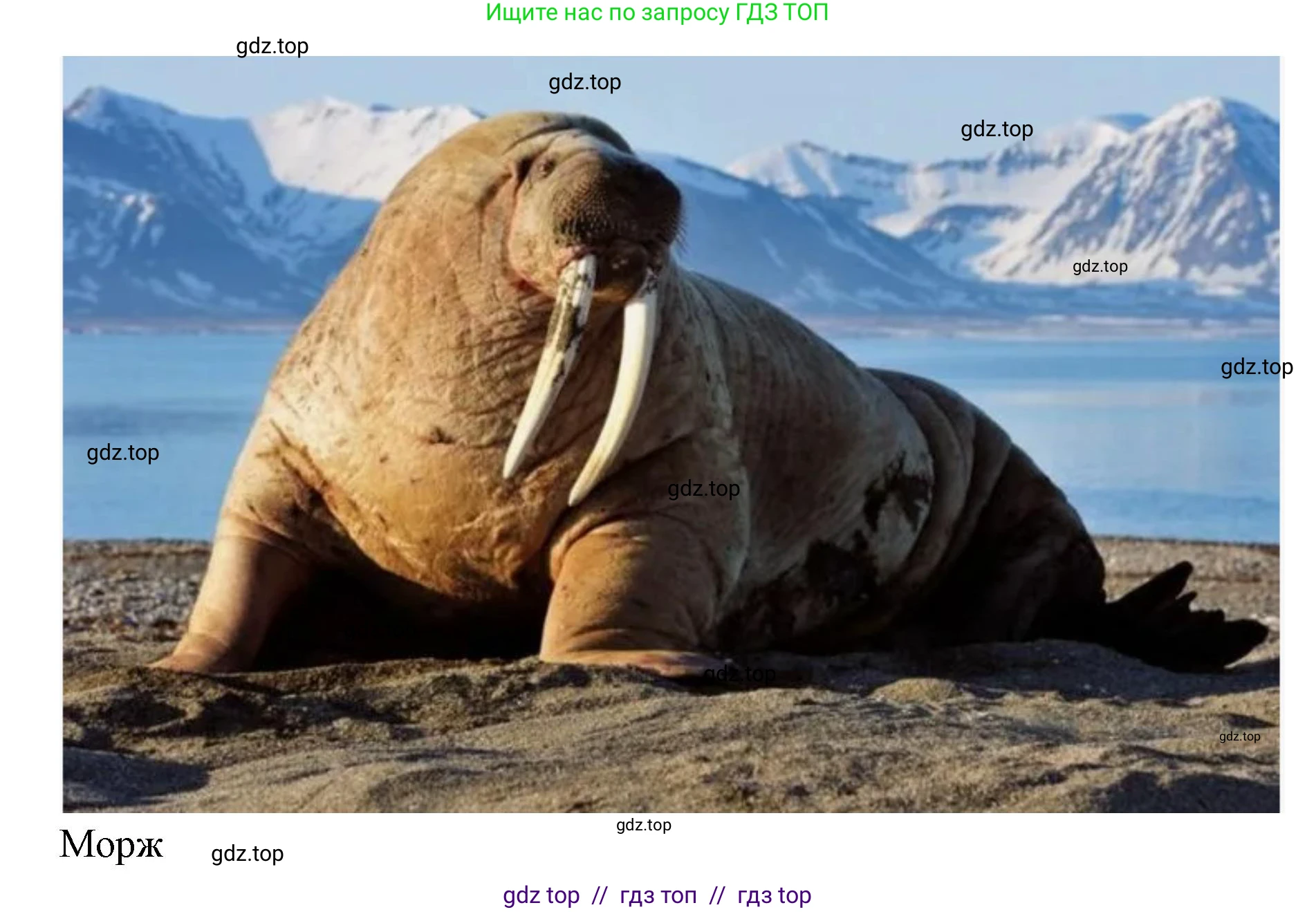 Окружающий мир, 4 класс рабочая тетрадь, авторы: Плешаков Андрей Анатольевич, Крючкова Елена Алексеевна, издательство Просвещение, Москва, 2023, белого цвета, Часть 1, страница 36, номер 7, Решение 2 (продолжение 5)