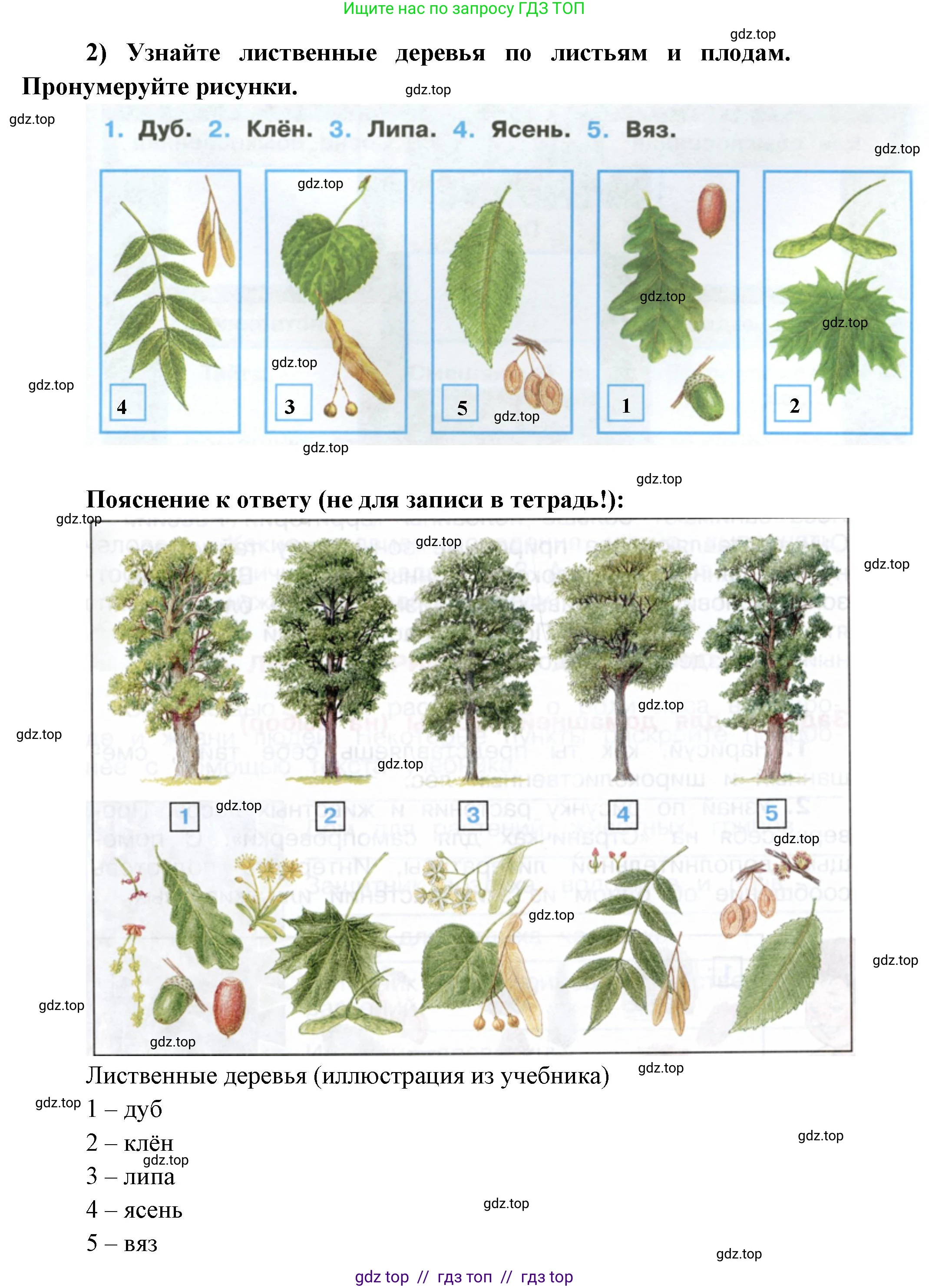 Окружающий мир, 4 класс рабочая тетрадь, авторы: Плешаков Андрей Анатольевич, Крючкова Елена Алексеевна, издательство Просвещение, Москва, 2023, белого цвета, Часть 1, страница 41, номер 2, Решение 2 (продолжение 3)