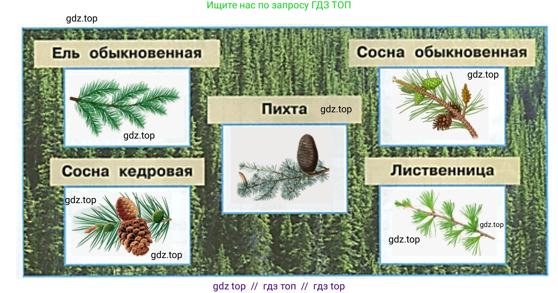 Окружающий мир, 4 класс рабочая тетрадь, авторы: Плешаков Андрей Анатольевич, Крючкова Елена Алексеевна, издательство Просвещение, Москва, 2023, белого цвета, Часть 1, страница 42, номер 3, Решение 2 (продолжение 2)