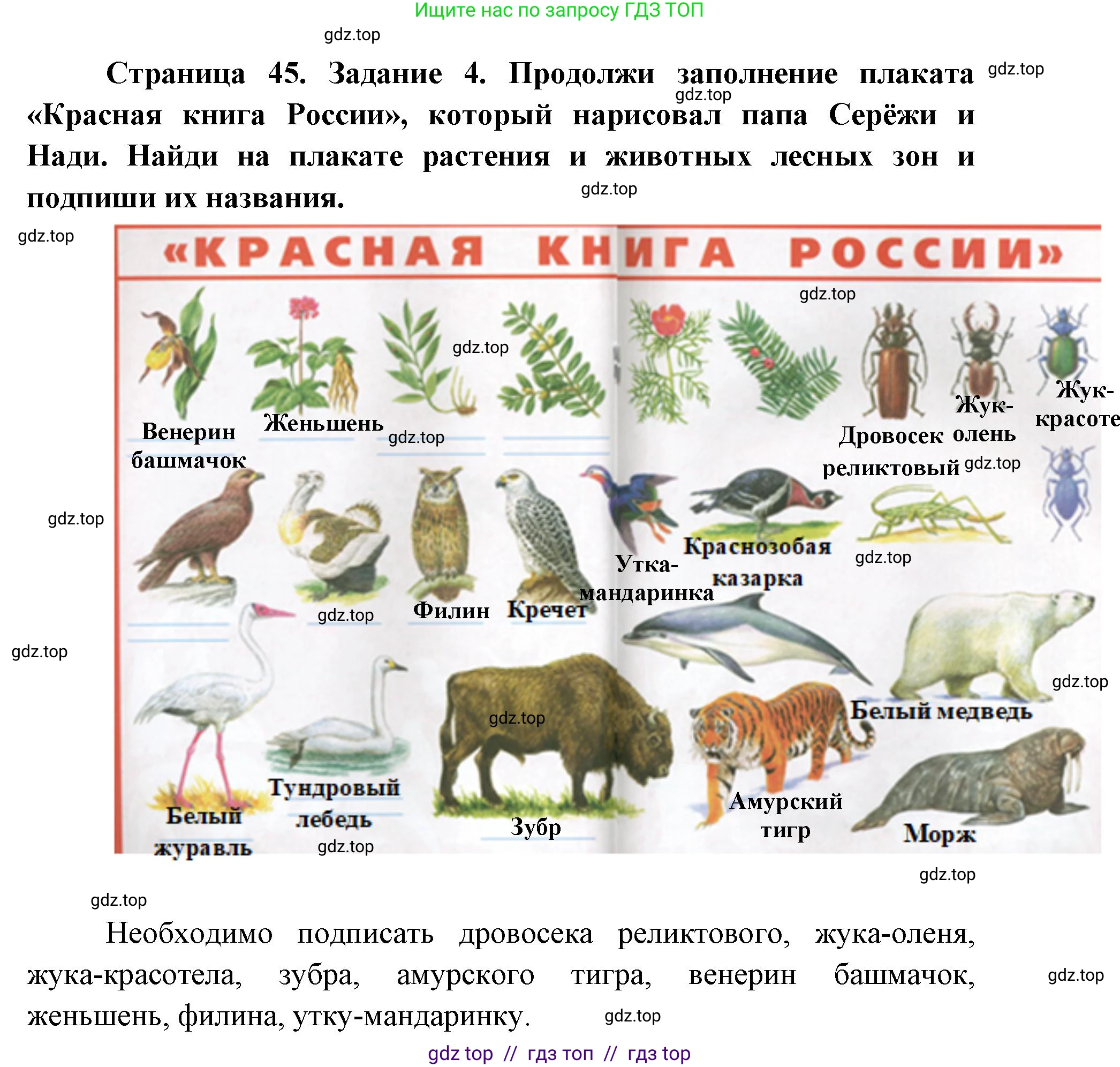 Окружающий мир, 4 класс рабочая тетрадь, авторы: Плешаков Андрей Анатольевич, Крючкова Елена Алексеевна, издательство Просвещение, Москва, 2023, белого цвета, Часть 1, страница 45, номер 4, Решение 2