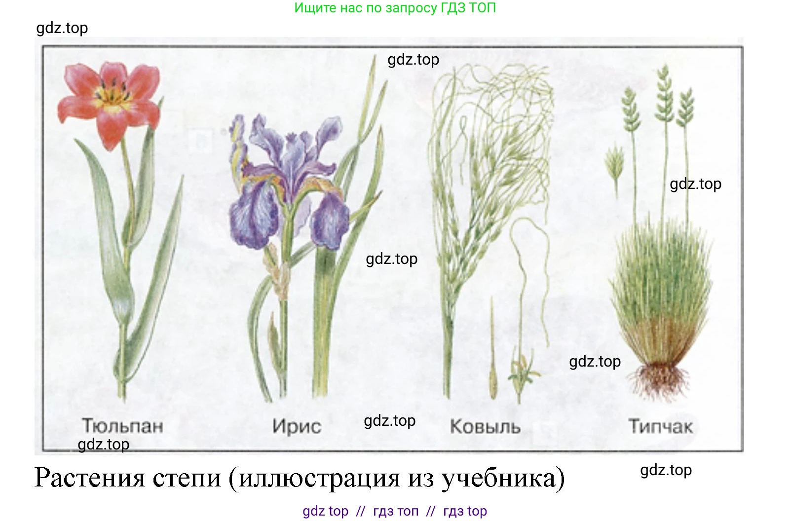 Окружающий мир, 4 класс рабочая тетрадь, авторы: Плешаков Андрей Анатольевич, Крючкова Елена Алексеевна, издательство Просвещение, Москва, 2023, белого цвета, Часть 1, страница 48, номер 3, Решение 2 (продолжение 2)
