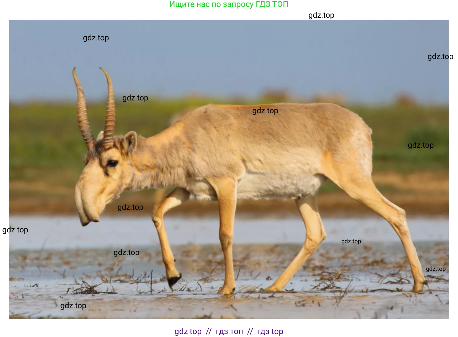 Окружающий мир, 4 класс рабочая тетрадь, авторы: Плешаков Андрей Анатольевич, Крючкова Елена Алексеевна, издательство Просвещение, Москва, 2023, белого цвета, Часть 1, страница 50, номер 9, Решение 2 (продолжение 6)