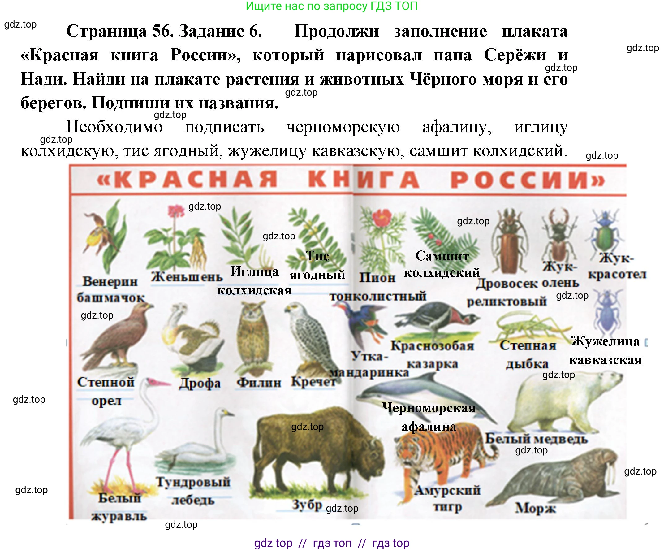 Окружающий мир, 4 класс рабочая тетрадь, авторы: Плешаков Андрей Анатольевич, Крючкова Елена Алексеевна, издательство Просвещение, Москва, 2023, белого цвета, Часть 1, страница 56, номер 6, Решение 2