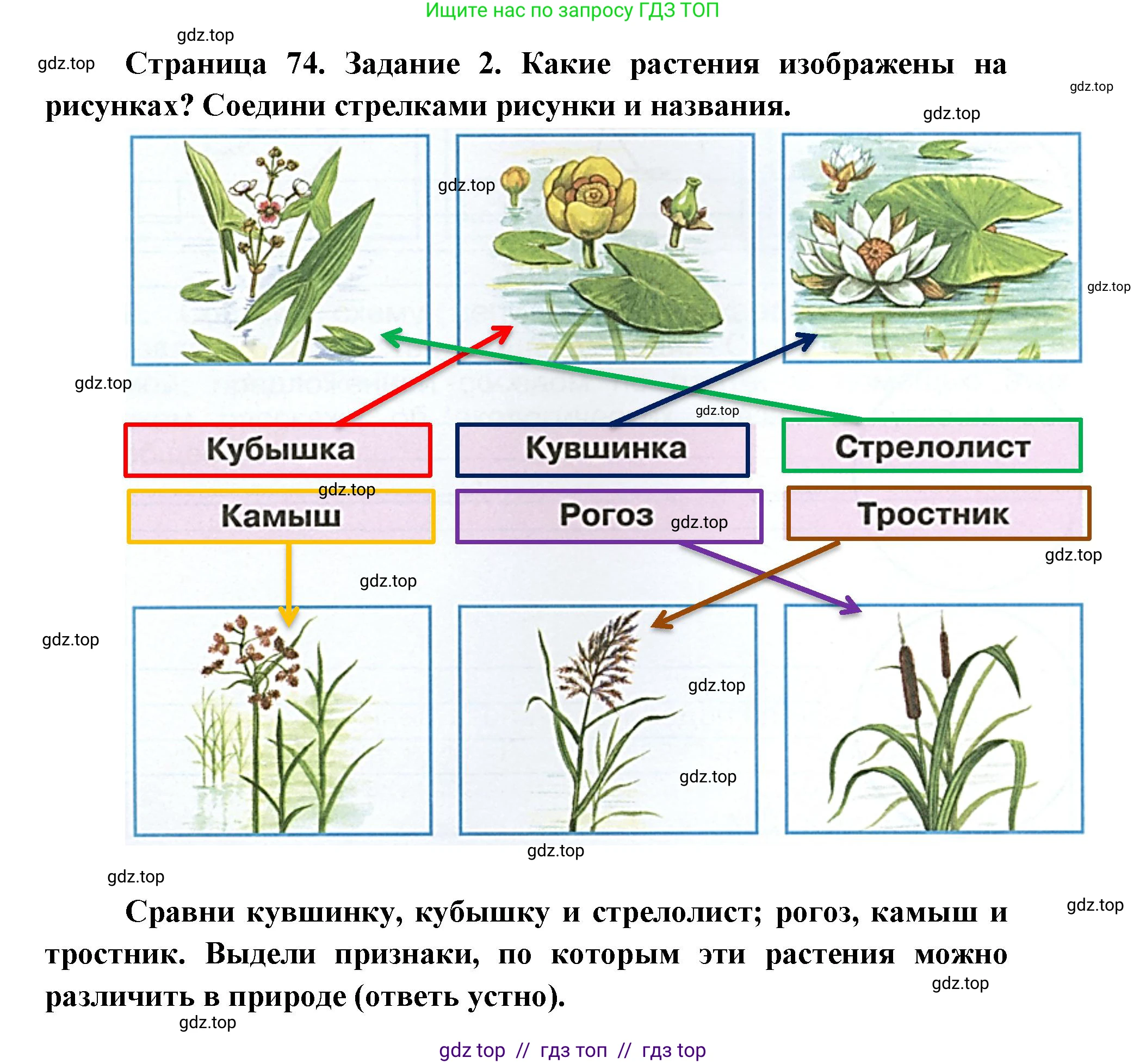 Окружающий мир, 4 класс рабочая тетрадь, авторы: Плешаков Андрей Анатольевич, Крючкова Елена Алексеевна, издательство Просвещение, Москва, 2023, белого цвета, Часть 1, страница 74, номер 2, Решение 2