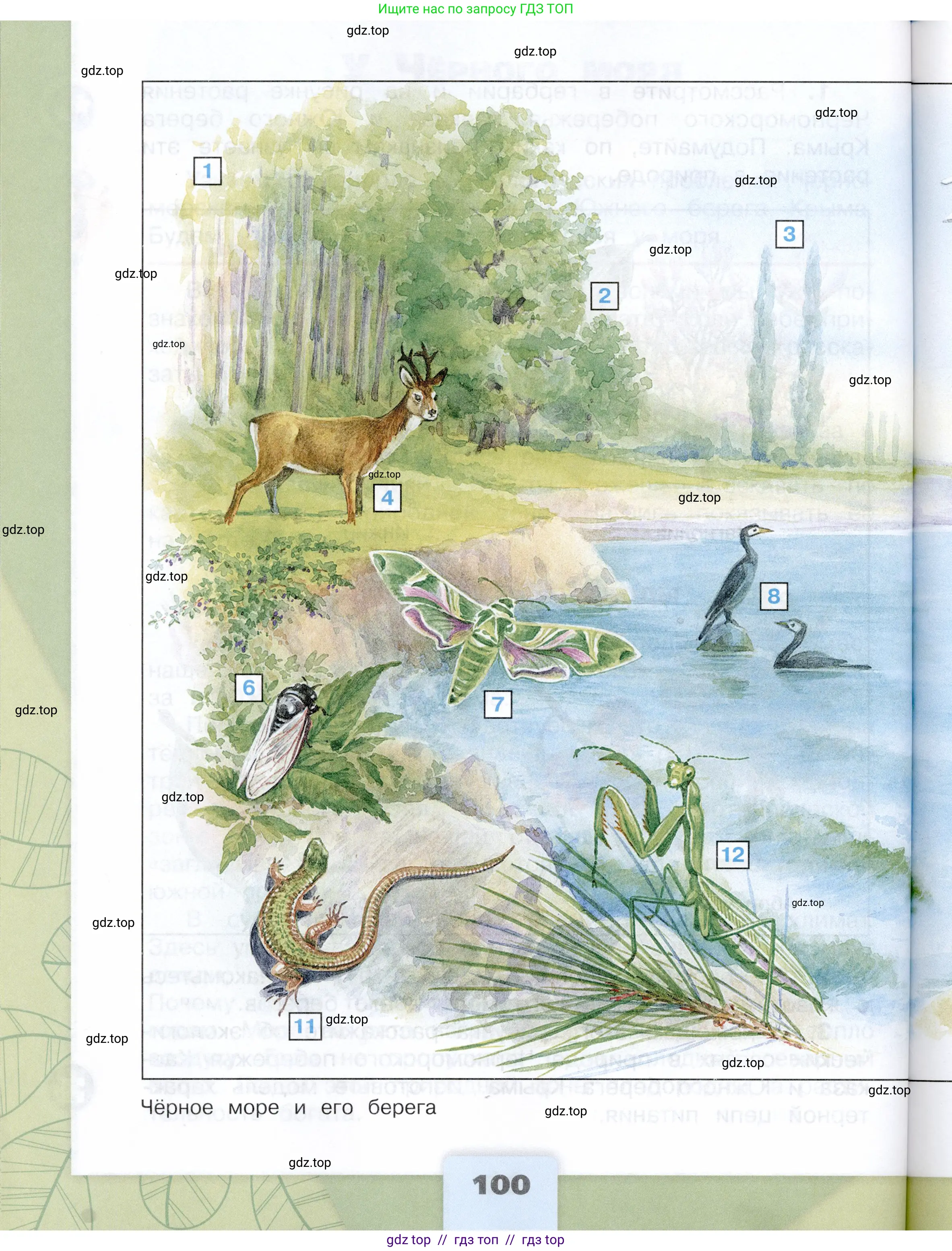 Окружающий мир, 4 класс Учебник, авторы: Плешаков Андрей Анатольевич, Крючкова Елена Алексеевна, издательство Просвещение, Москва, 2023, белого цвета, страница 100
