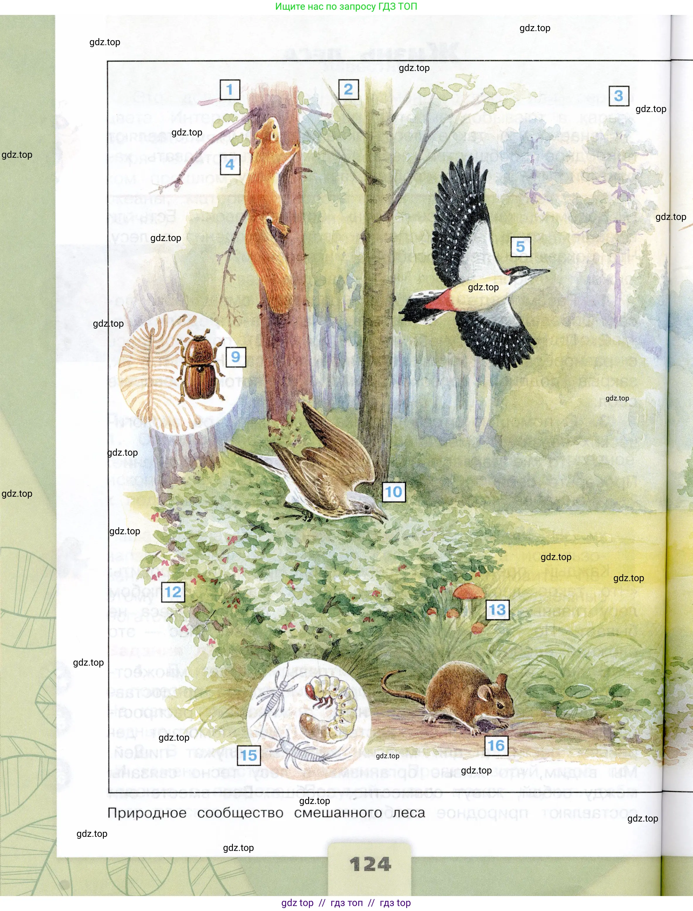 Окружающий мир, 4 класс Учебник, авторы: Плешаков Андрей Анатольевич, Крючкова Елена Алексеевна, издательство Просвещение, Москва, 2023, белого цвета, страница 124