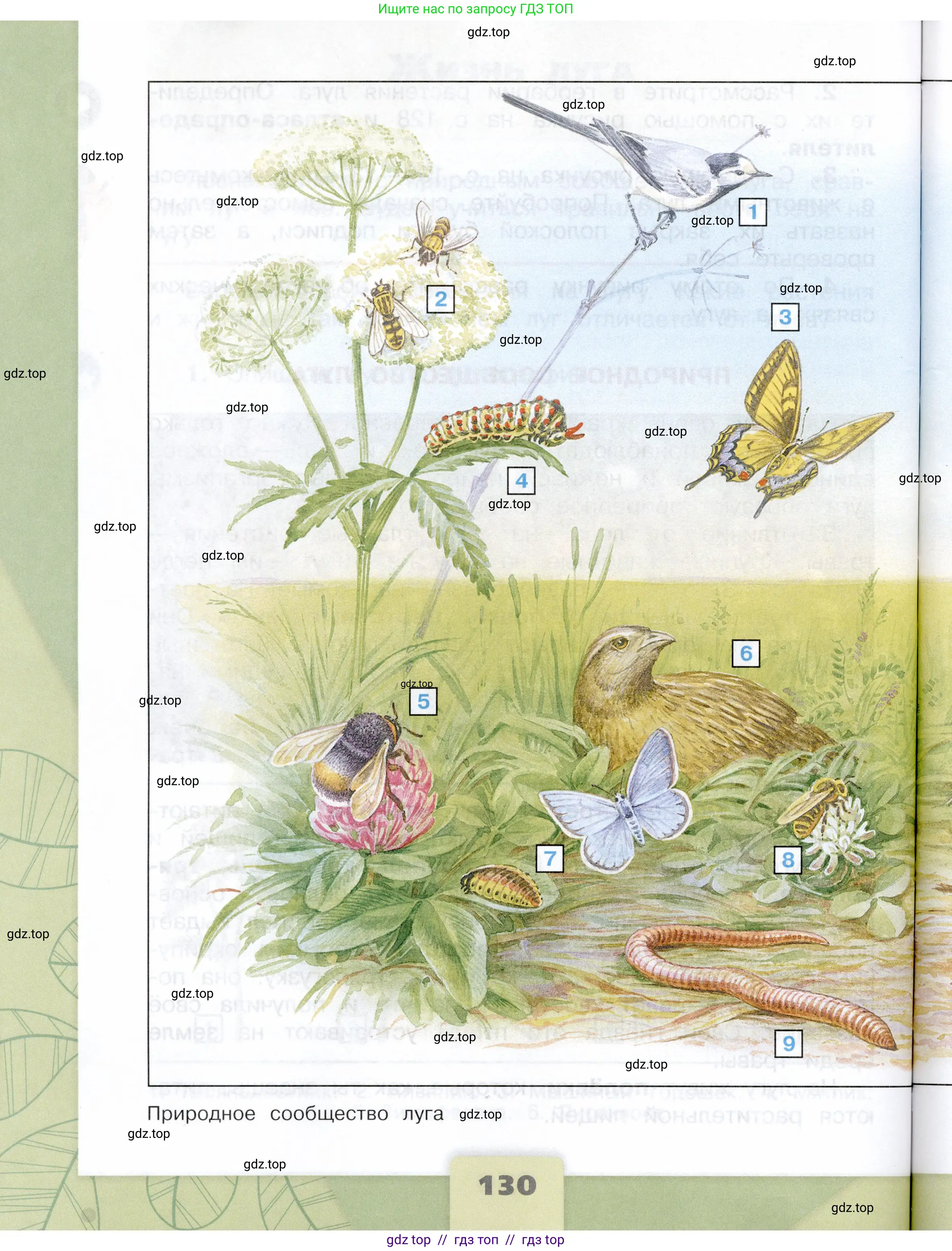 Окружающий мир, 4 класс Учебник, авторы: Плешаков Андрей Анатольевич, Крючкова Елена Алексеевна, издательство Просвещение, Москва, 2023, белого цвета, страница 130