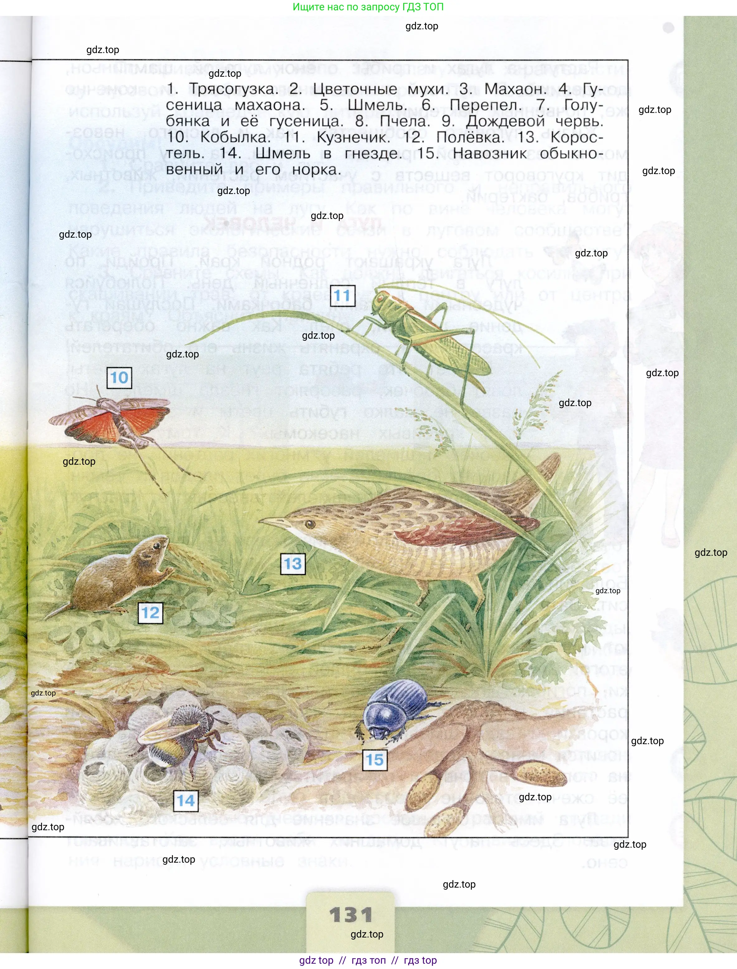 Окружающий мир, 4 класс Учебник, авторы: Плешаков Андрей Анатольевич, Крючкова Елена Алексеевна, издательство Просвещение, Москва, 2023, белого цвета, страница 131