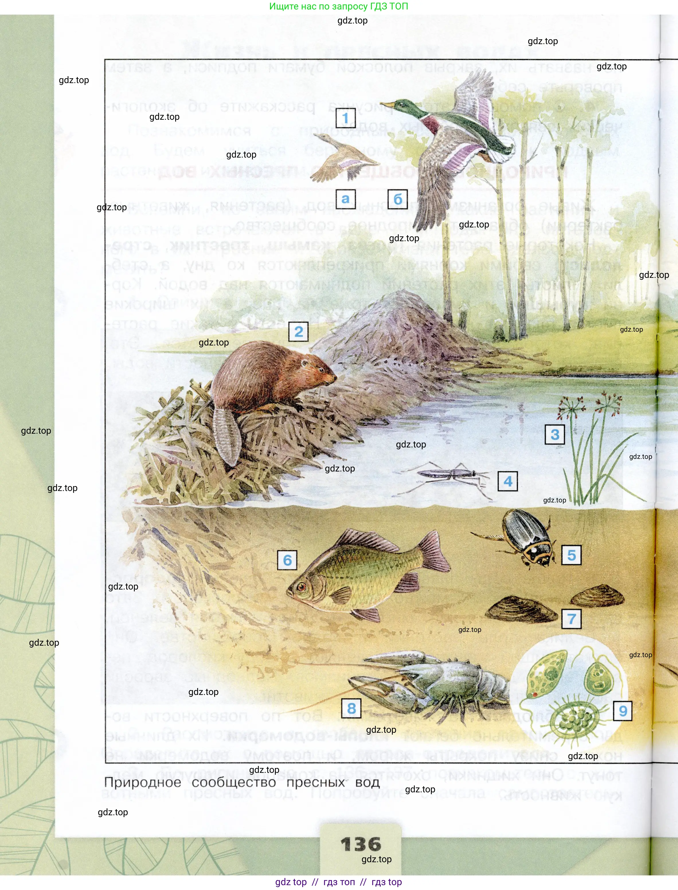 Окружающий мир, 4 класс Учебник, авторы: Плешаков Андрей Анатольевич, Крючкова Елена Алексеевна, издательство Просвещение, Москва, 2023, белого цвета, страница 136