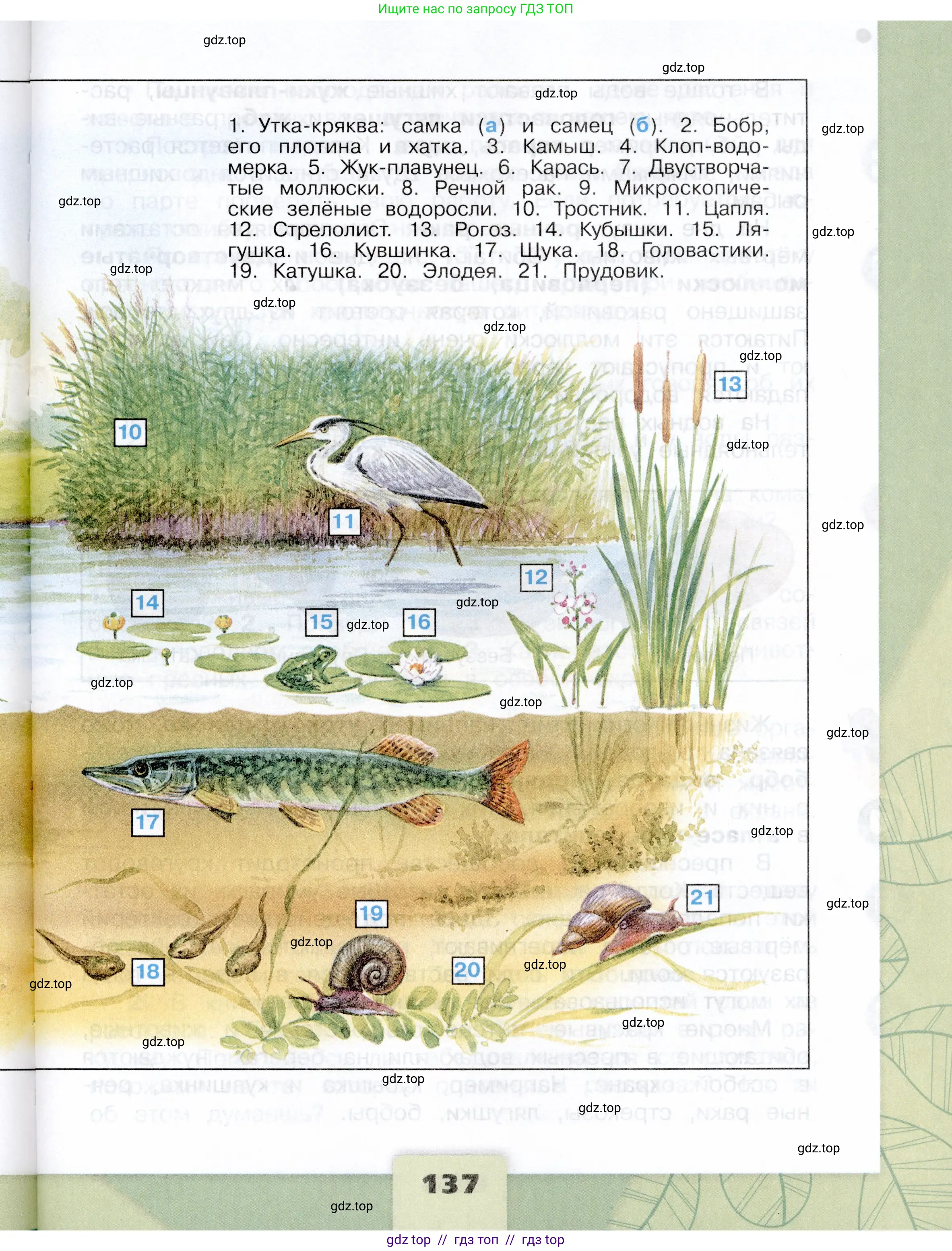 Окружающий мир, 4 класс Учебник, авторы: Плешаков Андрей Анатольевич, Крючкова Елена Алексеевна, издательство Просвещение, Москва, 2023, белого цвета, страница 137