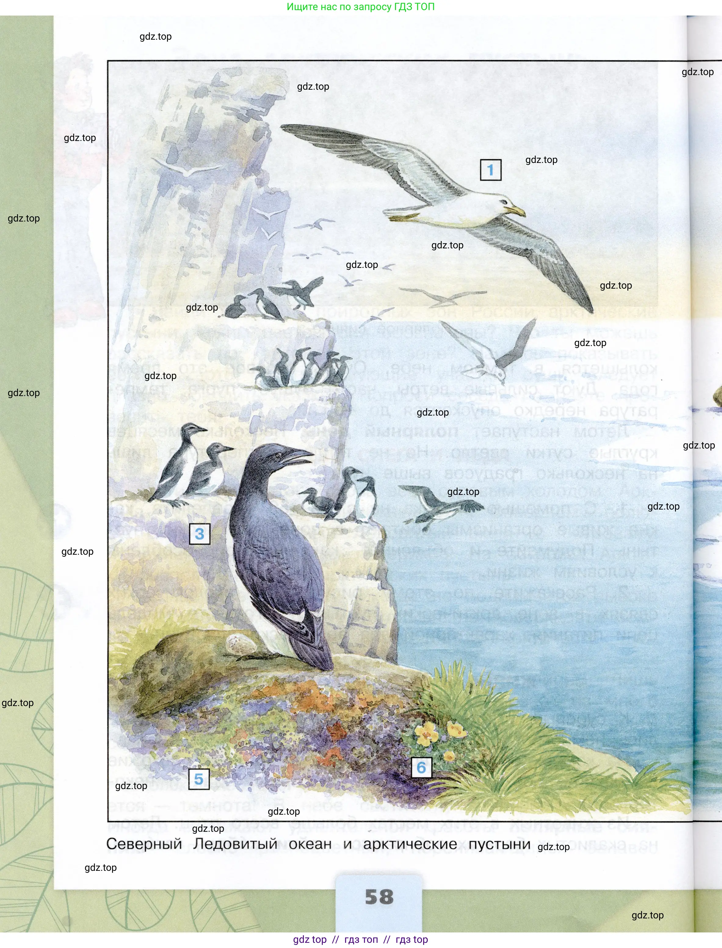 Окружающий мир, 4 класс Учебник, авторы: Плешаков Андрей Анатольевич, Крючкова Елена Алексеевна, издательство Просвещение, Москва, 2023, белого цвета, страница 58