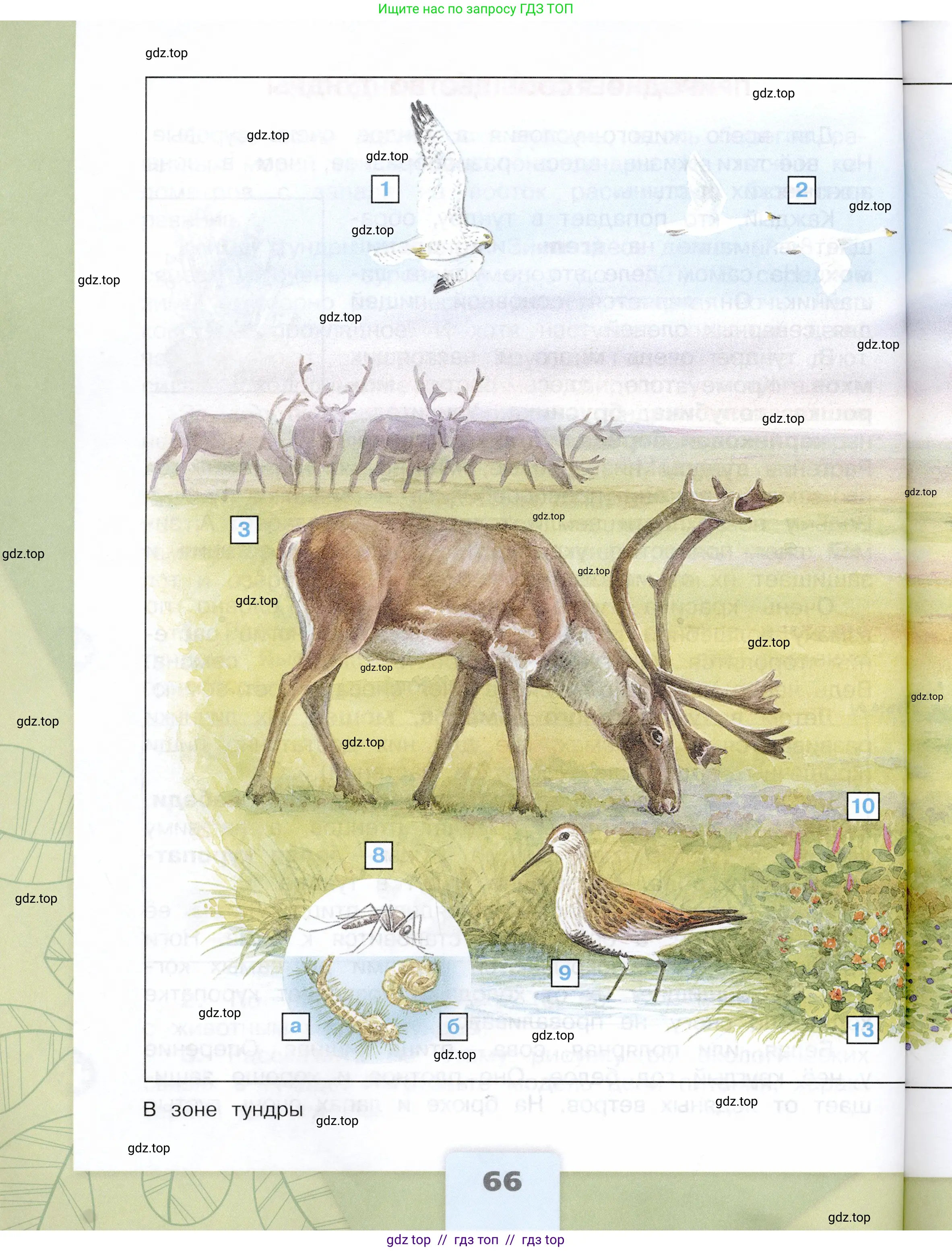 Окружающий мир, 4 класс Учебник, авторы: Плешаков Андрей Анатольевич, Крючкова Елена Алексеевна, издательство Просвещение, Москва, 2023, белого цвета, страница 66